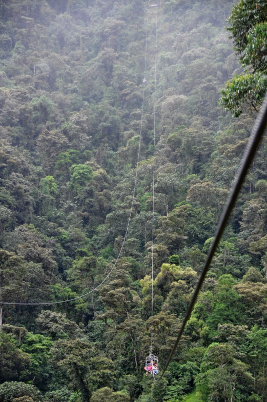 a train going through the trees of a forest