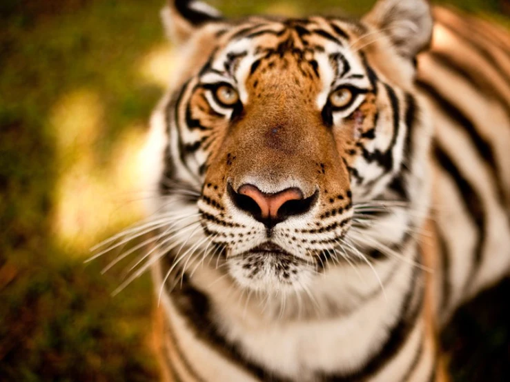 a close up of a tiger looking at the camera