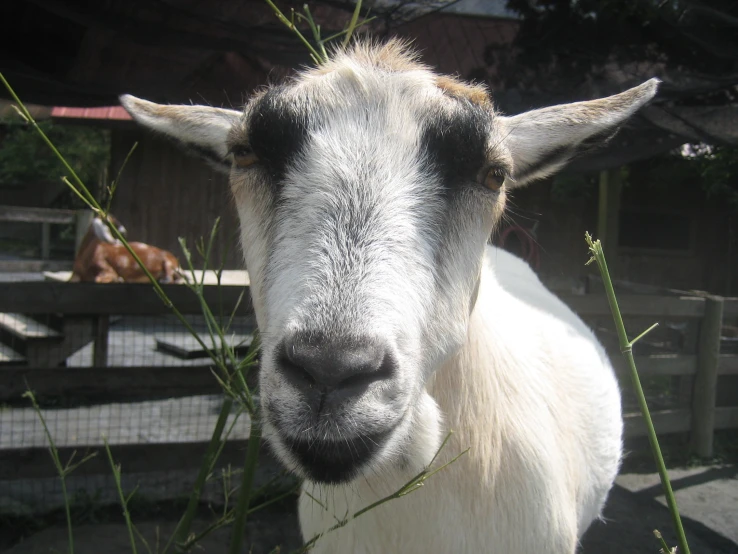 a goat is eating some weeds in the barn