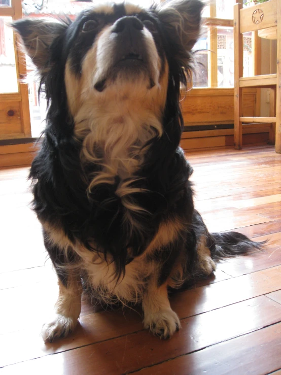 a dog sitting on a hardwood floor in a house