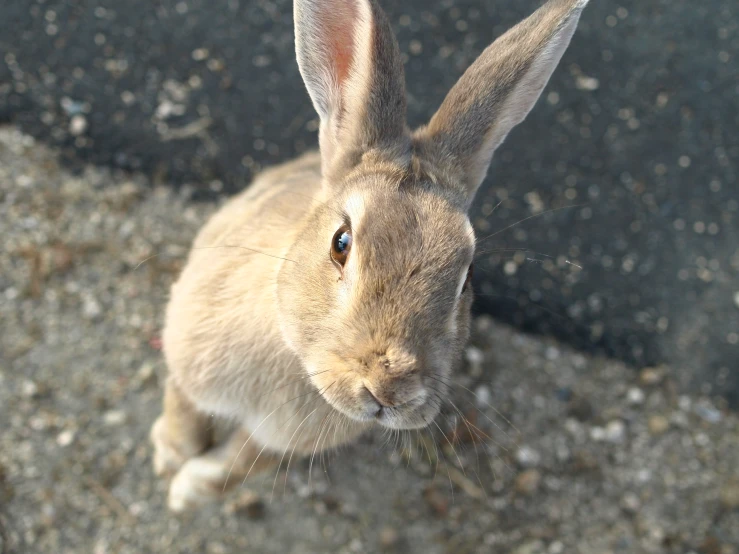 a brown rabbit standing on a road next to a car