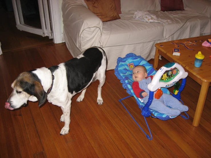 there is a dog that is standing near a baby in a walker