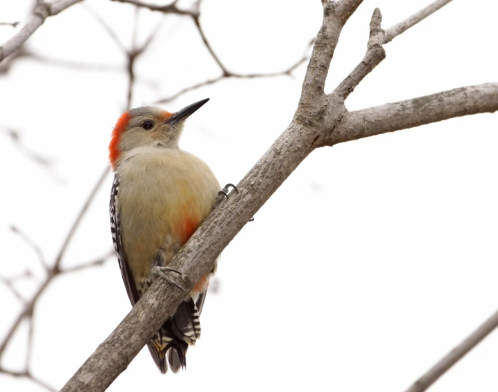 a bird with an orange head sits on a tree nch