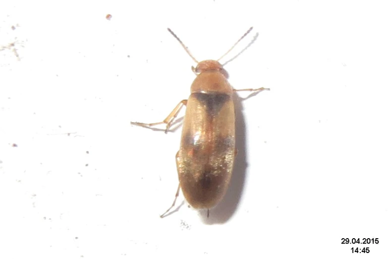 bed bugs have been found on walls and floors