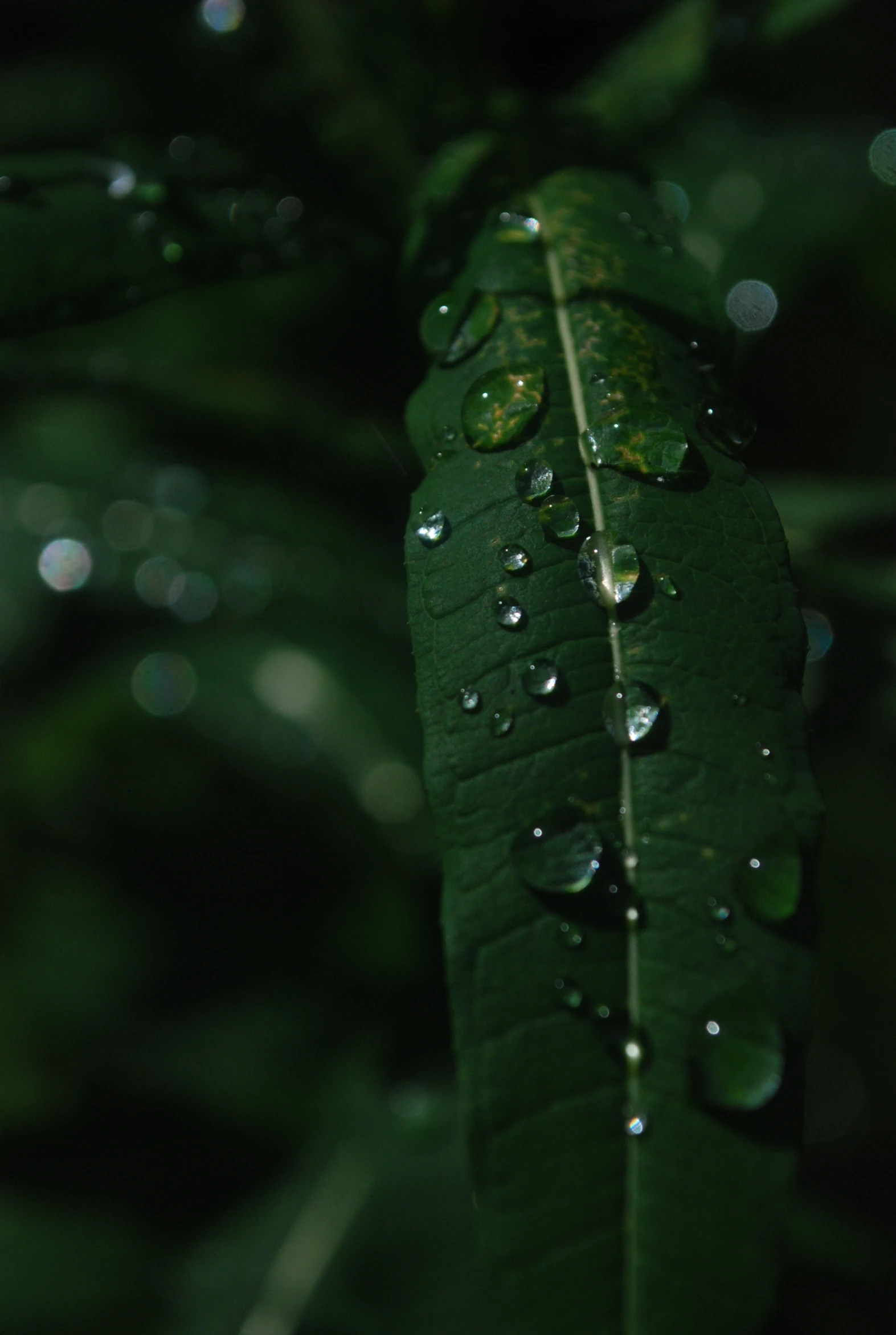 a green leaf that has been dew covered