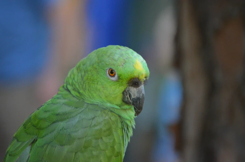 a green bird sitting on the side of a tree