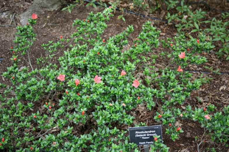 flowers growing out of a patch of soil next to rocks