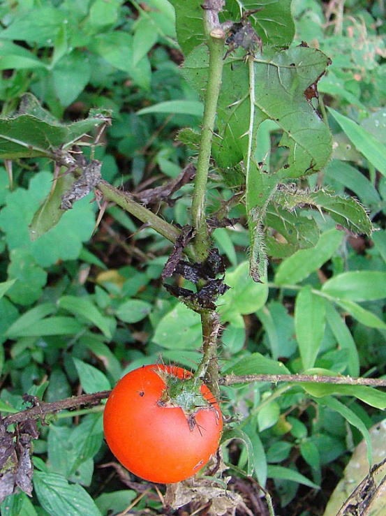 a bush that has a red fruit hanging off it