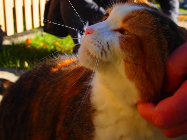 a person is petting a cat with its paw