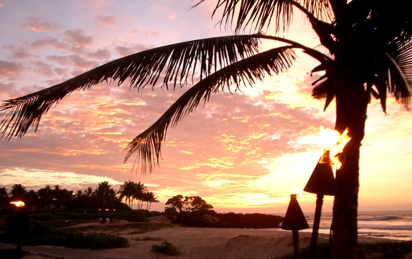 sunset behind palm trees and people standing on the beach