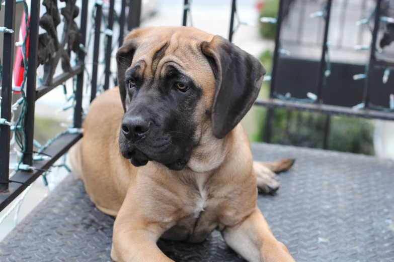 a large dog sitting in front of a gate