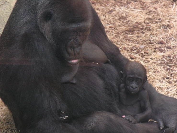 a mother gorilla and her baby lying in hay