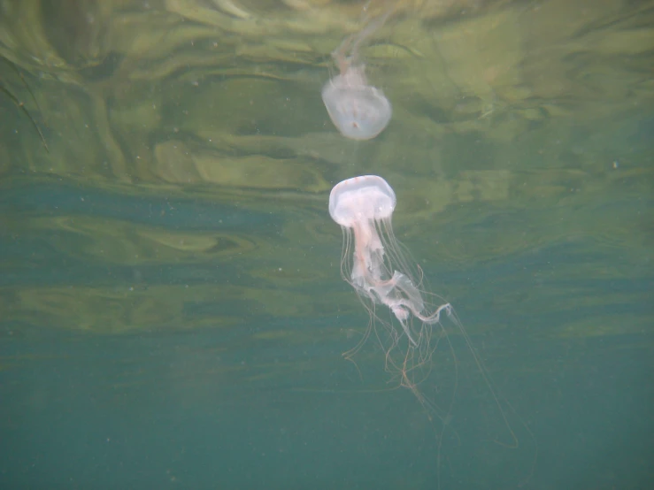 the jellyfish looks as though it is floating