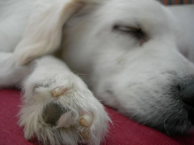 a close up of a dog sleeping on a blanket