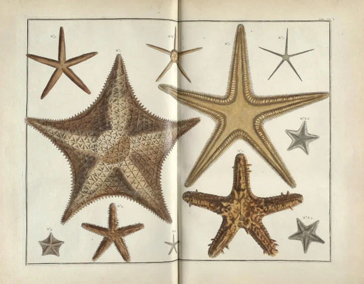 a book opened to show various sea stars
