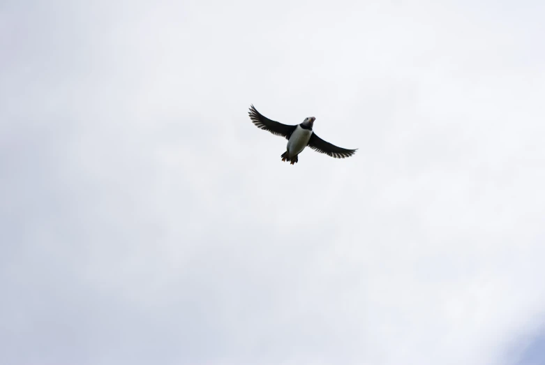 bird soaring in the air with a blue sky behind it