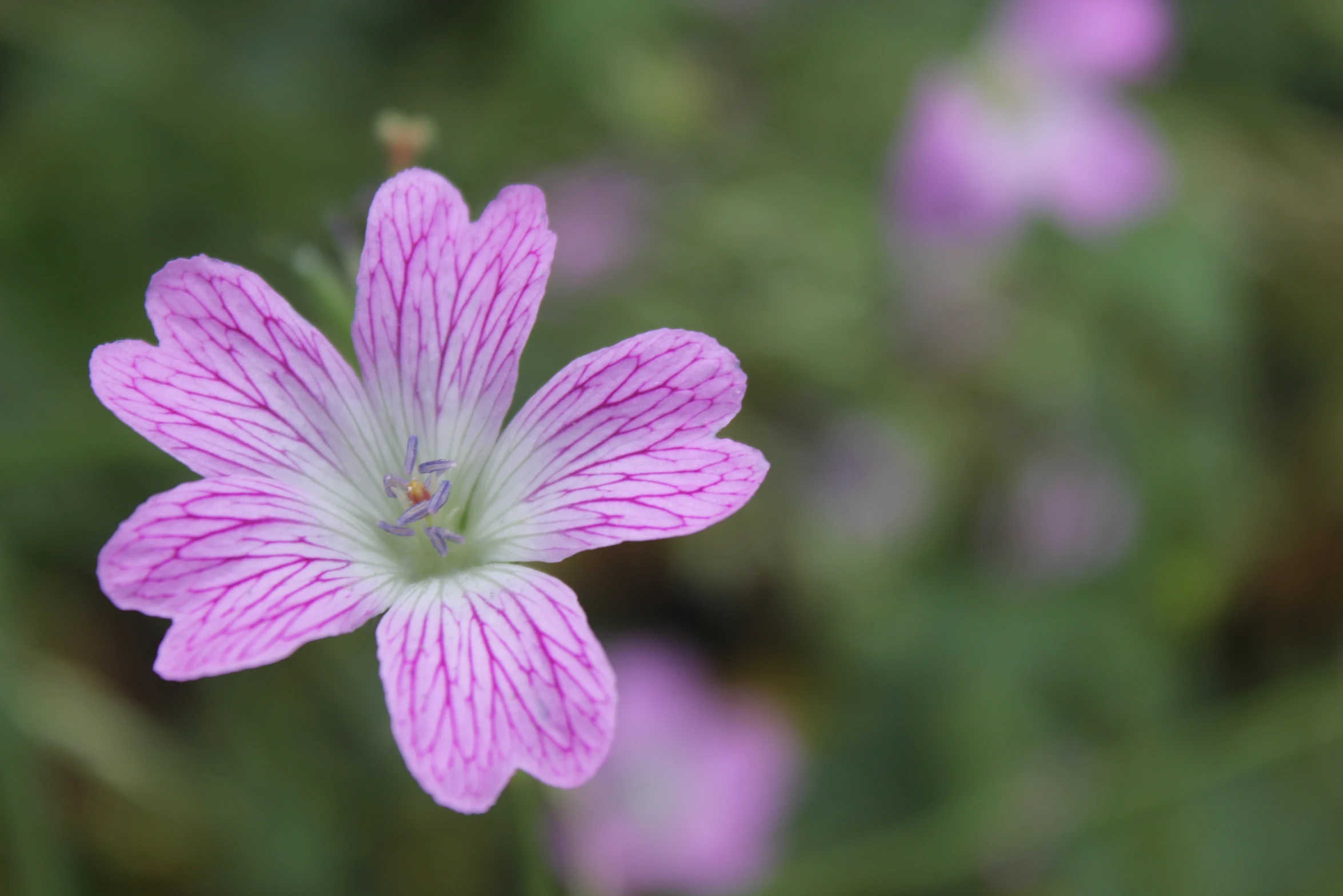 the pink flower is beginning to bloom in this po