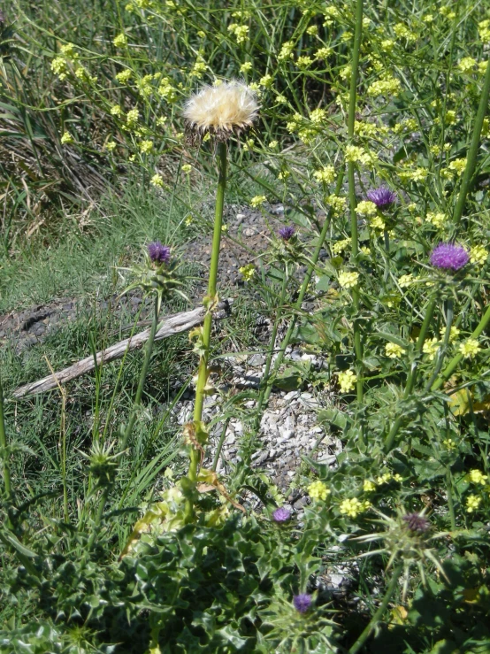 a dead flower on the ground surrounded by many flowers