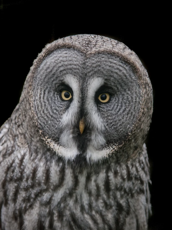 a big owl with a lot of yellow eyes looking straight ahead