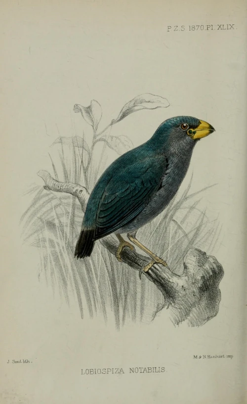 an antique print of a bird sitting on top of a nch