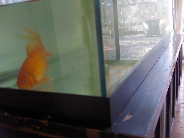 an aquarium filled with lots of water and goldfish