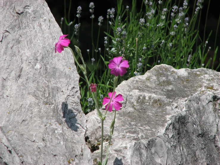 pink flowers bloom out of a boulder near some grass