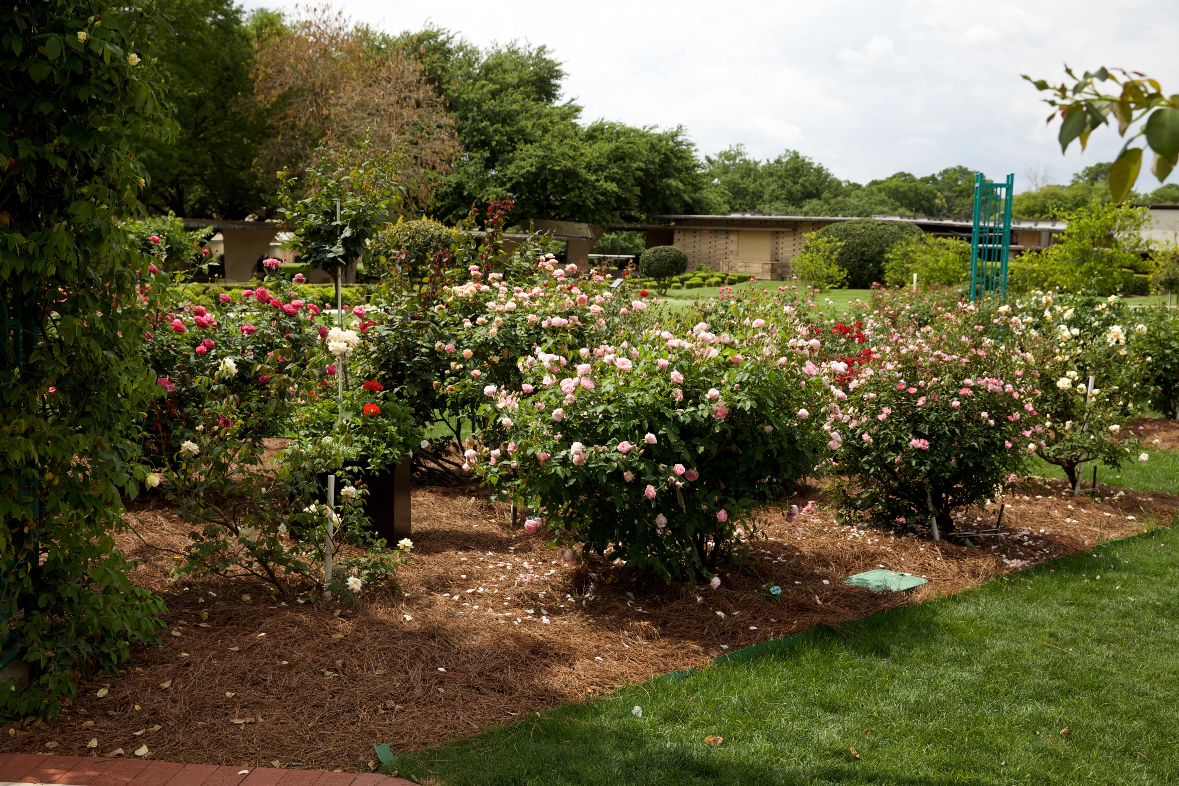 a small garden is full of pink and red flowers