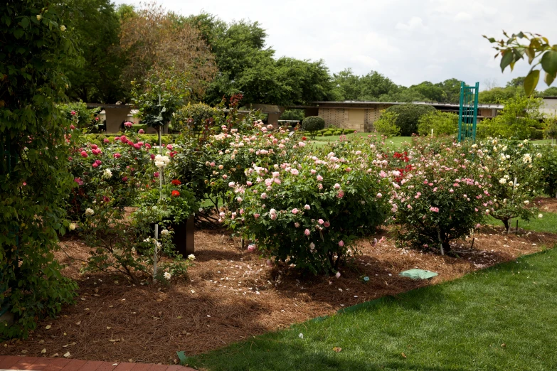 a small garden is full of pink and red flowers