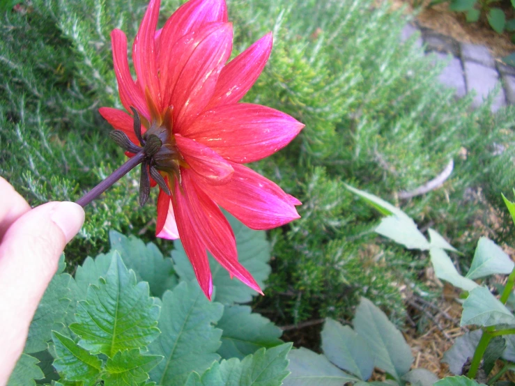 the hand is holding a red flower outside