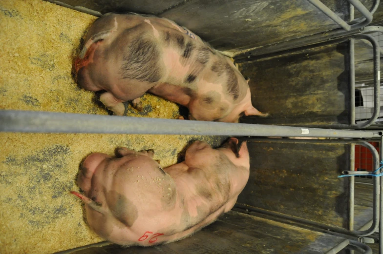 two pigs lay in their stall at a meat market