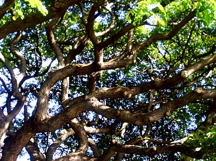 a large group of trees with lots of nches