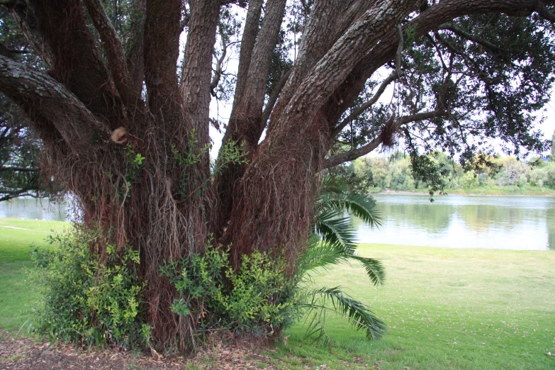 there is an image of a tree that is near a body of water