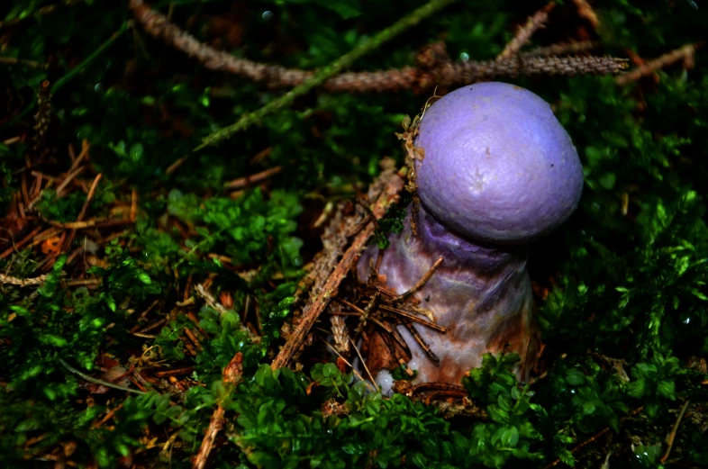 a single purple mushroom is growing in the moss