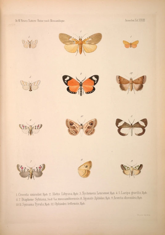 this is a variety of erflies displayed in a book