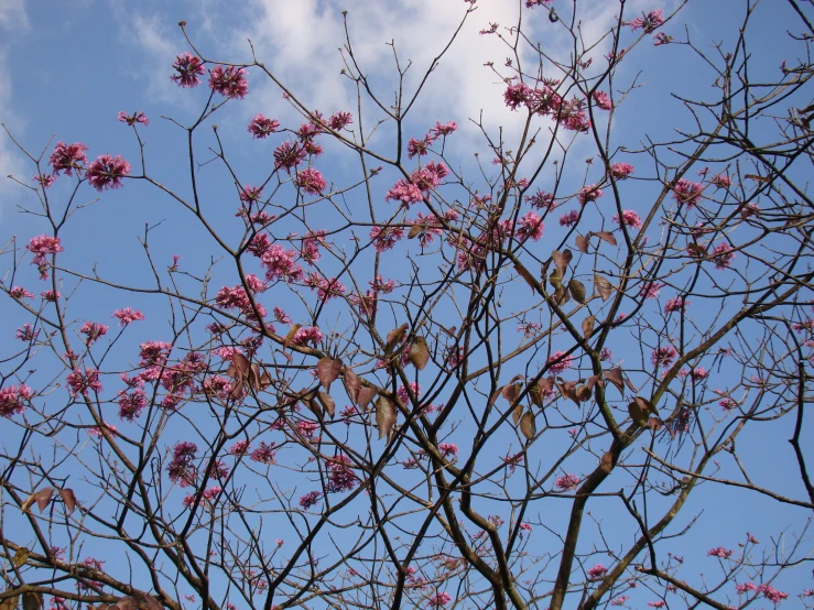 a pink tree with a bird on it's nch in front of some clouds