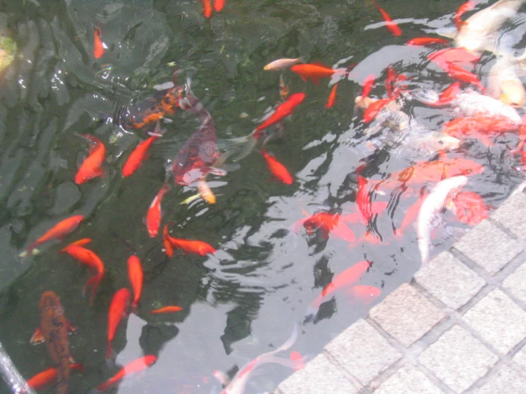 a group of fish swimming in some water