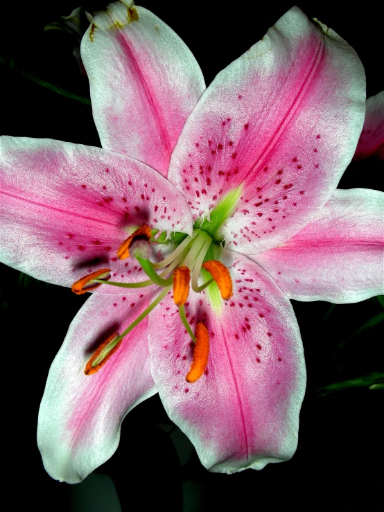 a pink flower with drops on it