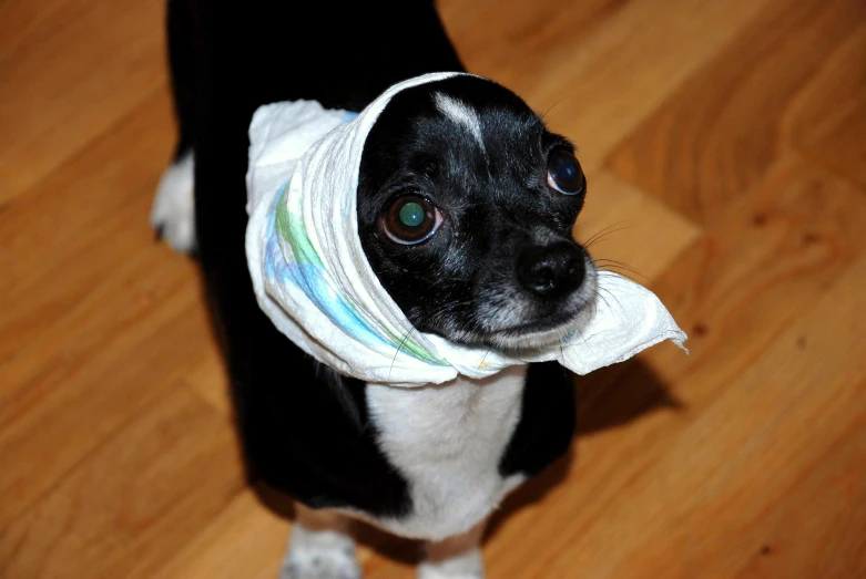 a small dog is wearing a bandana on its head
