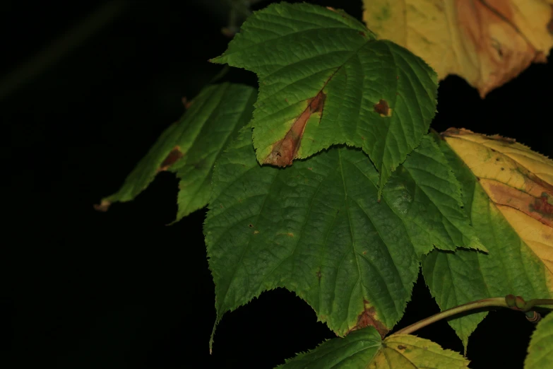 closeup of the leaves of an oak tree