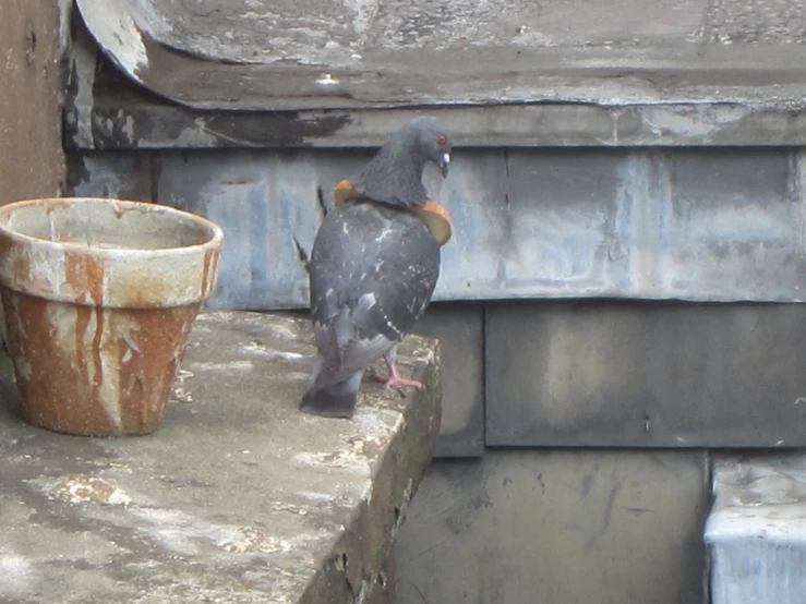 a pigeon sits on a ledge near a small bucket