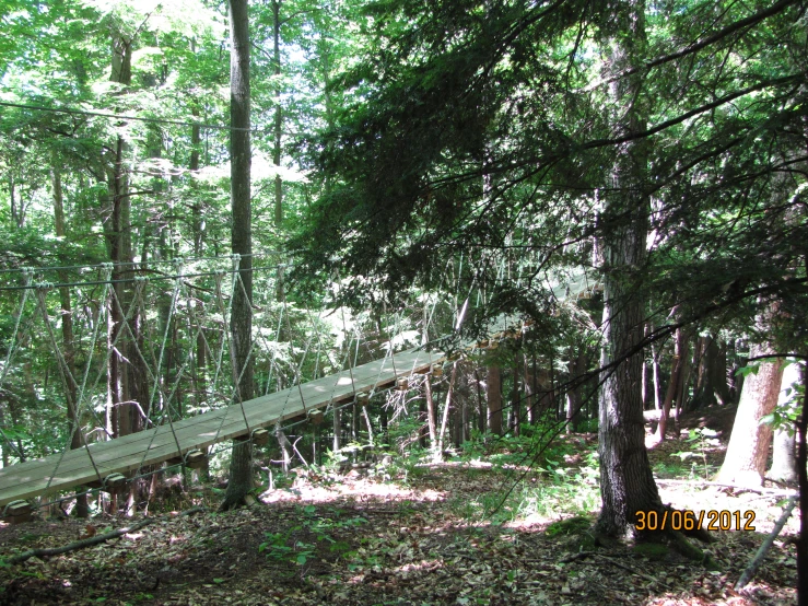 a rope walk way through the woods with trees