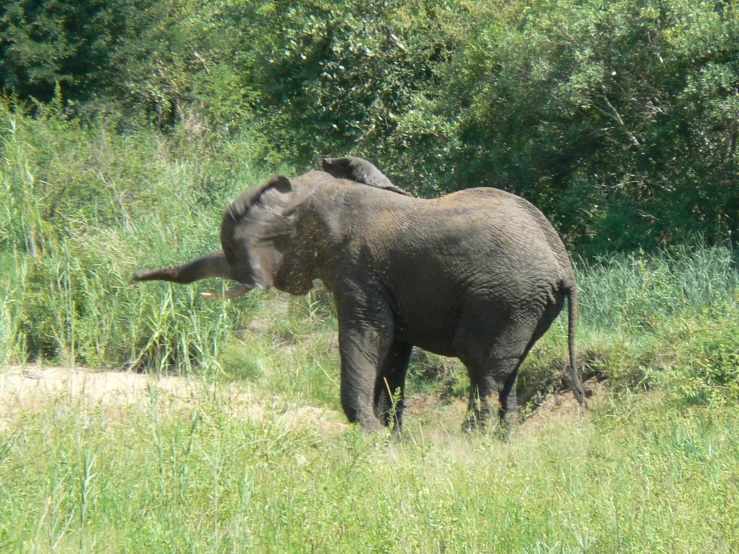 an elephant walking through the middle of a grass field