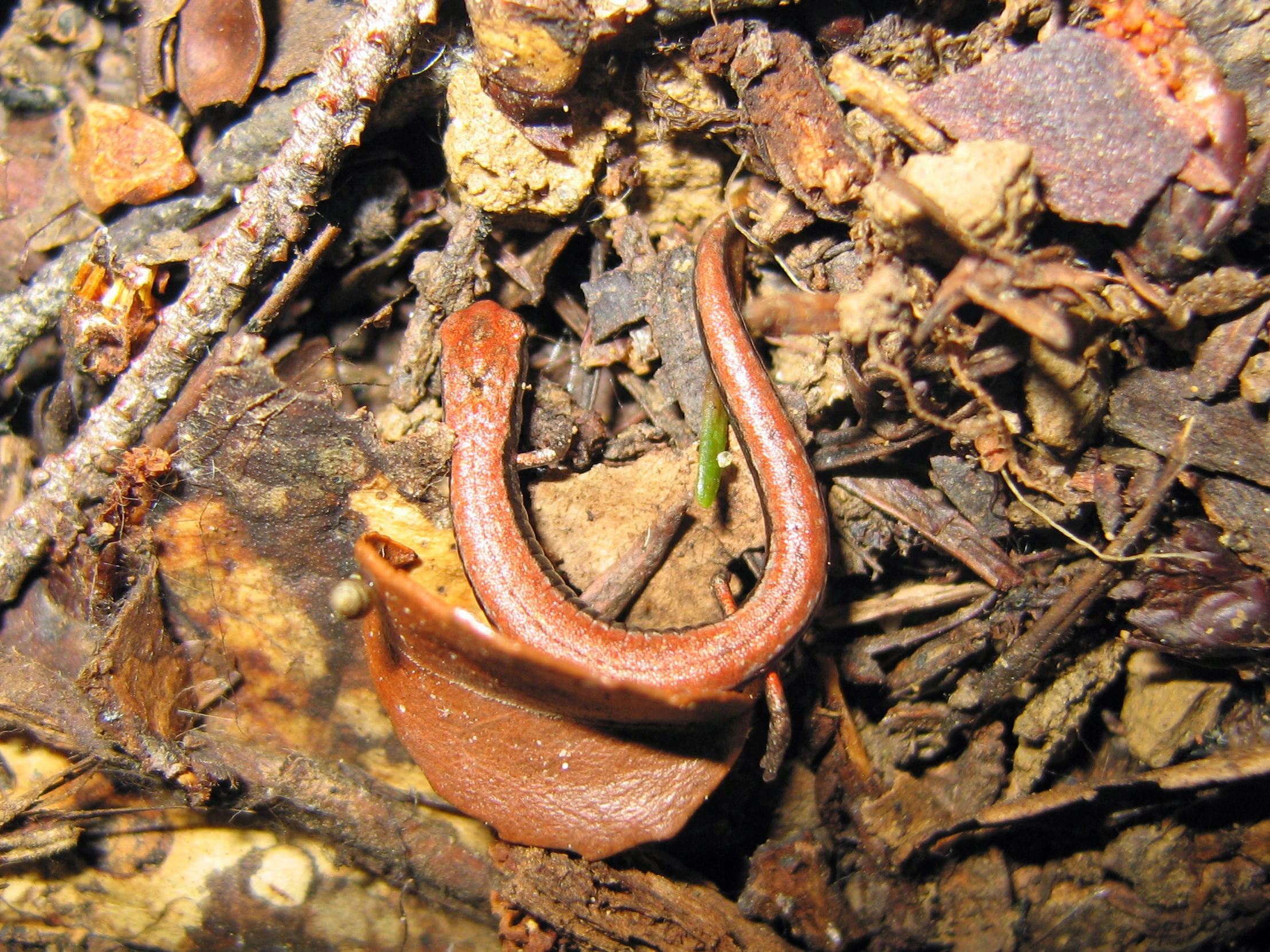 a slug crawling on a rock on the ground