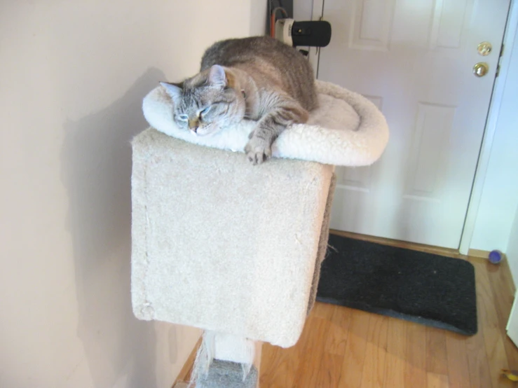 a cat that is sleeping on top of a cat tree