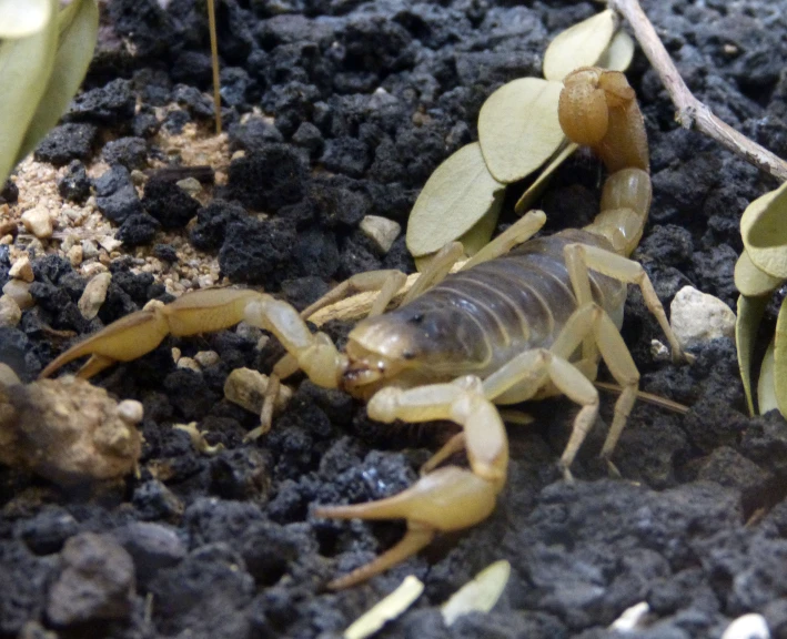 the dead animal looks like a scorpion in dirt