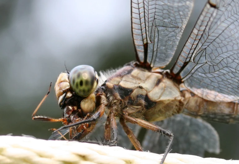 a dragonfly sitting on top of a white rope