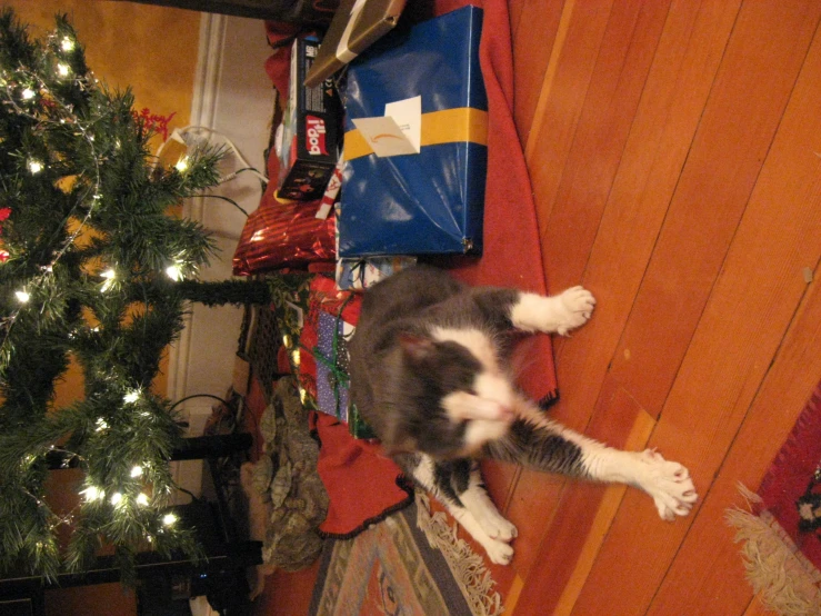 a cat laying under the christmas tree