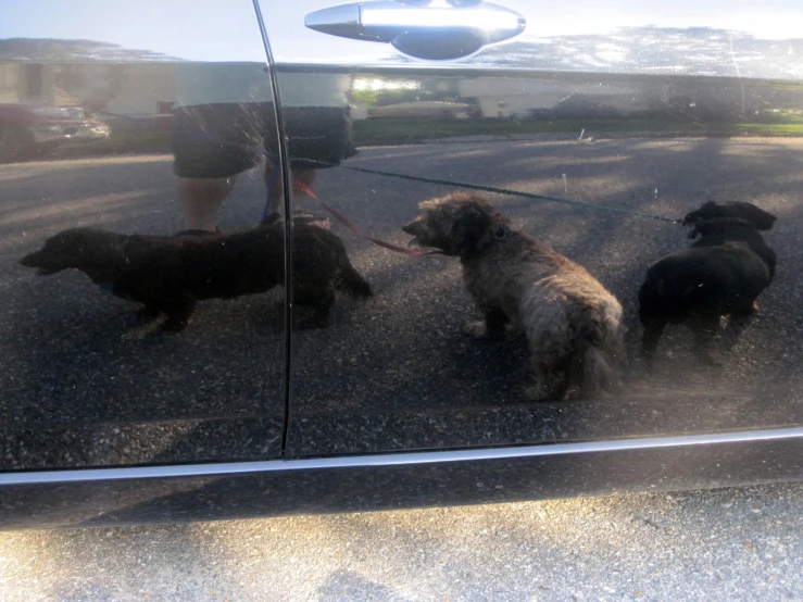 a woman standing on the side walk next to her dogs