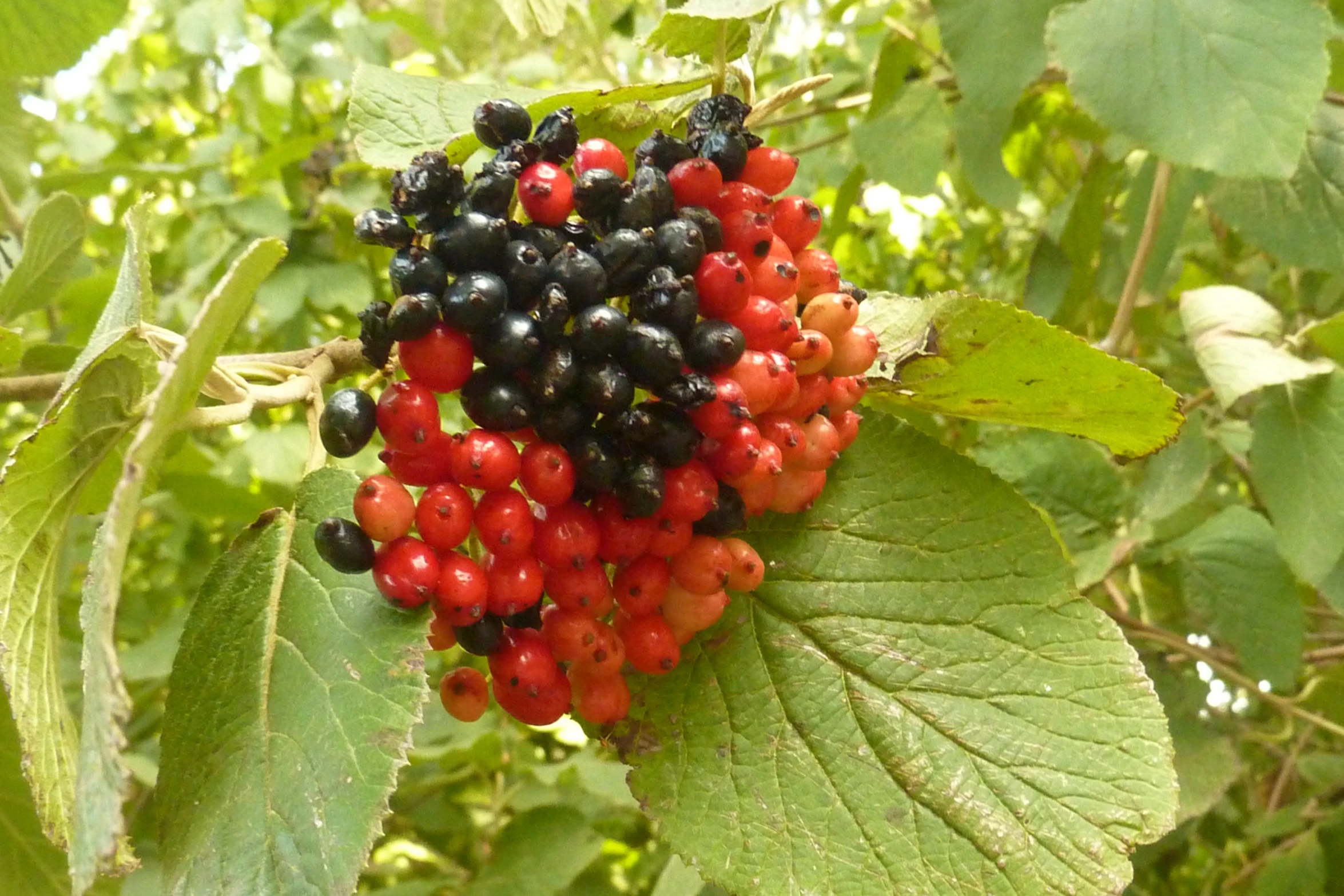 berries are shown growing on the nches of leaves