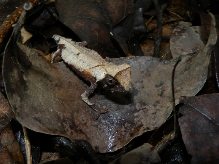 the leaf is on top of its brown color